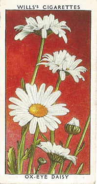 Ox-eye Daisy, Cigarette Card, W.D. & H.O. Wills, Wild Flowers, 2nd Series, 1937