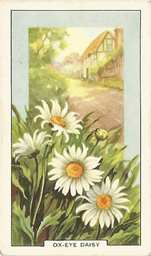 Oxeye Daisy. Cigarette Card. Gallaher Wild Flowers 1939