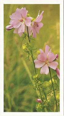 Musk Mallow. Picture. Cigarette Card. Players Grandee Britain's Wild Flowers 1986