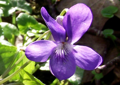 Violets: VIOLACEAE. Common Dog, Early Dog, Heath, Wild Pansy, Field.