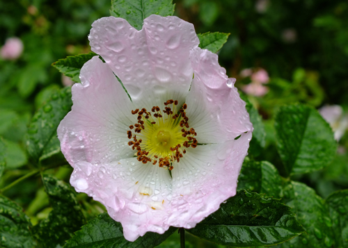 Roses: ROSACEAE. Meadowsweet, Silverweed, Tormentil, Wild Strawberry, Mountain Avens, Field-rose, Dog-rose, Hawthorn.