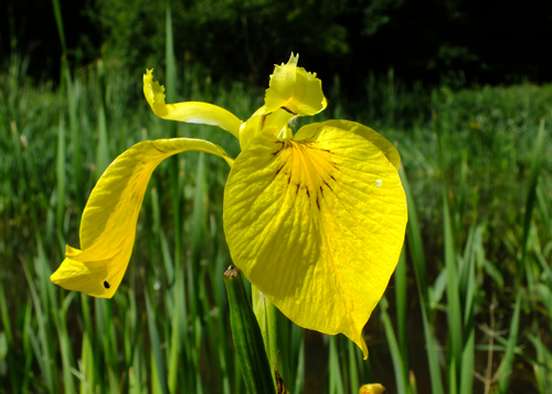 Iris: IRIDACEAE. Yellow, Stinking.