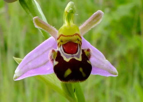 Orchids: ORCHIDACEAE. Helleborine, Pyramidal, Fragrant, Marsh, Early, Bee.