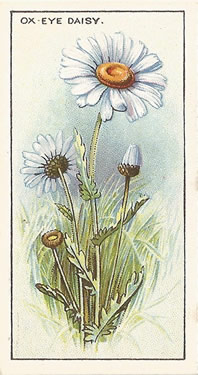 Oxeye Daisy Leucanthemum vulgare. Cigarette Card. CWS 'Wayside Flowers' 1923