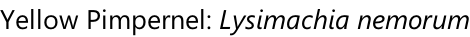 Yellow Pimpernel: Lysimachia nemorum