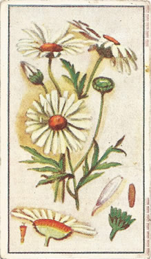 Oxeye Daisy: Leucanthemum vulgare. Cigrette Card. Robinson's 'Wild Flowers' 1915